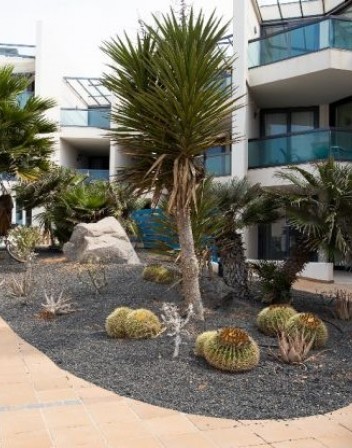 PALMERAS.jpg PALMERAS.jpg